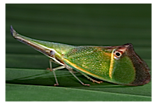 FLOW planthopper fulgoroidea fulgoromorpha insect